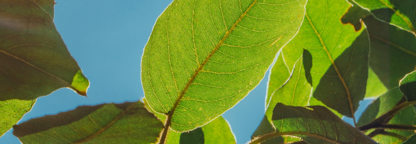 leaves
