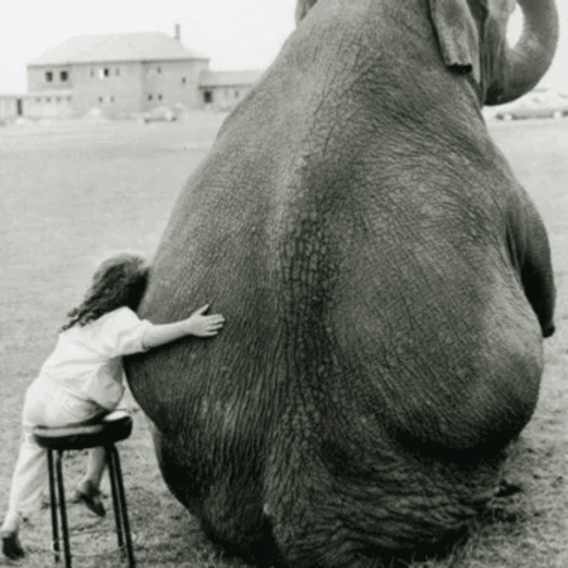 small child sitting on a stool hugs an elephant 